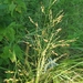 photo of Switchgrass (Panicum virgatum)