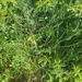 photo of Wild Asparagus (Asparagus officinalis)