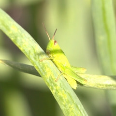 Euthystira brachyptera