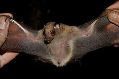 Epomophorus pusillus