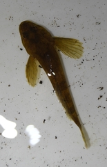 Cottus poecilopus