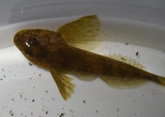 Cottus poecilopus