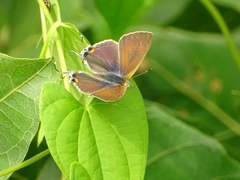 Hypolycaena philippus