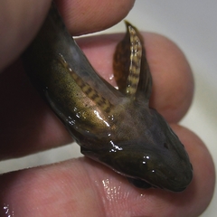 Cottus poecilopus