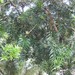 Podocarpus lambertii - Photo (c) Raffi Kojian,  זכויות יוצרים חלקיות (CC BY-SA)