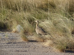 Rhynchotus rufescens