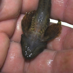 Cottus poecilopus