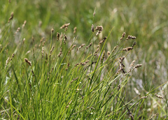 Carex cusickii