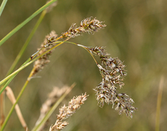 Carex cusickii