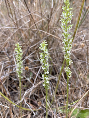 Platanthera yadonii