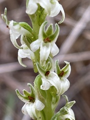 Platanthera yadonii