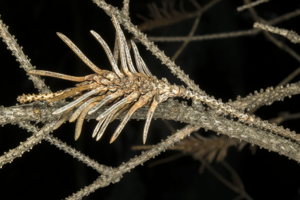 white spruce shoot gall midge