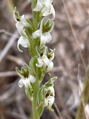 Platanthera yadonii