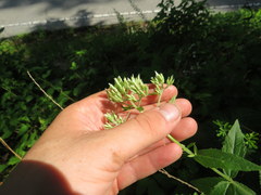 Eupatorium vaseyi