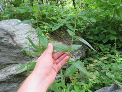 Eupatorium vaseyi