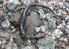Plethodon shermani