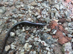 Plethodon shermani