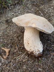 Boletus barrowsii