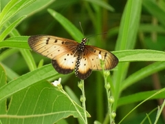 Acraea caecilia