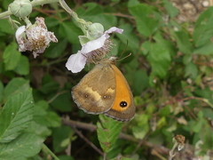 Pyronia tithonus