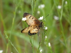 Acraea caecilia