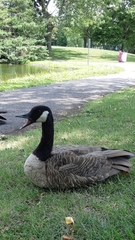 Branta canadensis