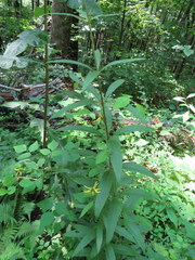 Silphium asteriscus trifoliatum