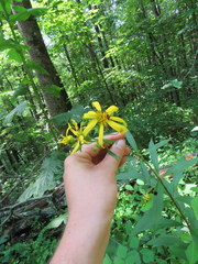 Silphium asteriscus trifoliatum