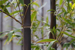 Phyllostachys nigra