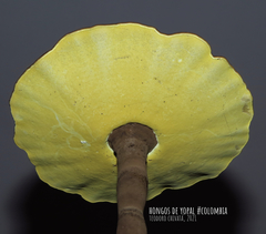 Cristataspora flavipora