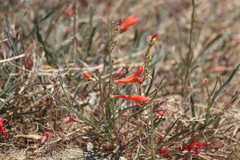 Penstemon labrosus