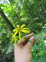 Silphium asteriscus trifoliatum