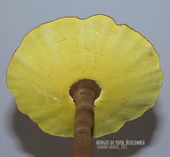 Cristataspora flavipora