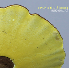 Cristataspora flavipora