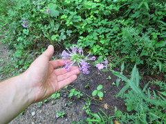 Phlox carolina
