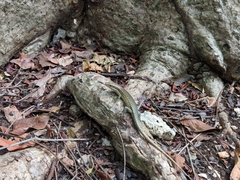 Trachylepis maculilabris