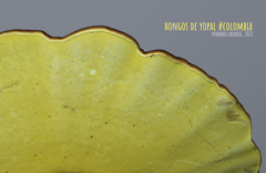 Cristataspora flavipora