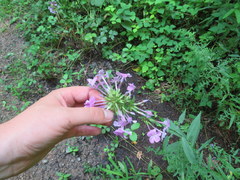 Phlox carolina
