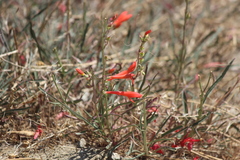 Penstemon labrosus