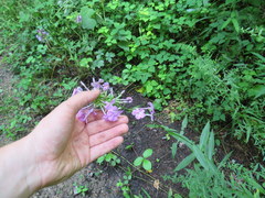 Phlox carolina