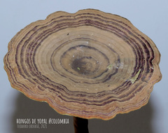 Cristataspora flavipora