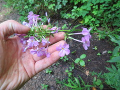 Phlox carolina