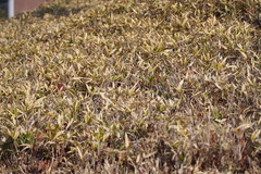 Sasaella kogasensis gracillima