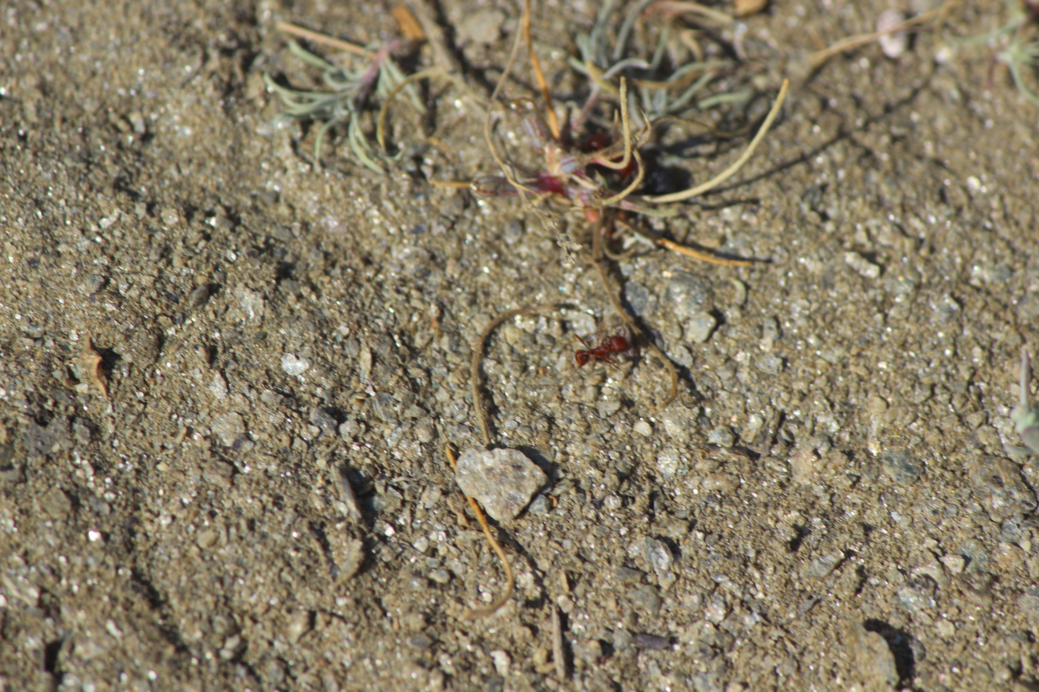 Pogonomyrmex montanus