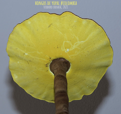 Cristataspora flavipora