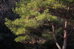 Pinus densiflora