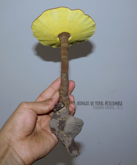 Cristataspora flavipora
