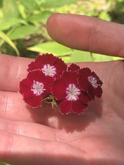 Dianthus barbatus