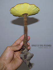 Cristataspora flavipora