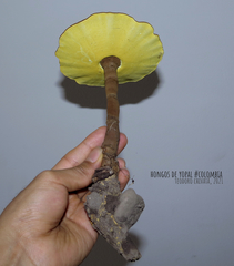 Cristataspora flavipora